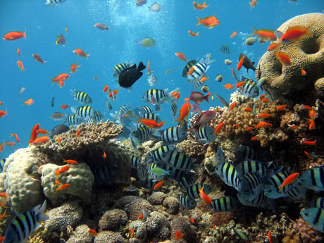 Red Sea underwater-coral-reef